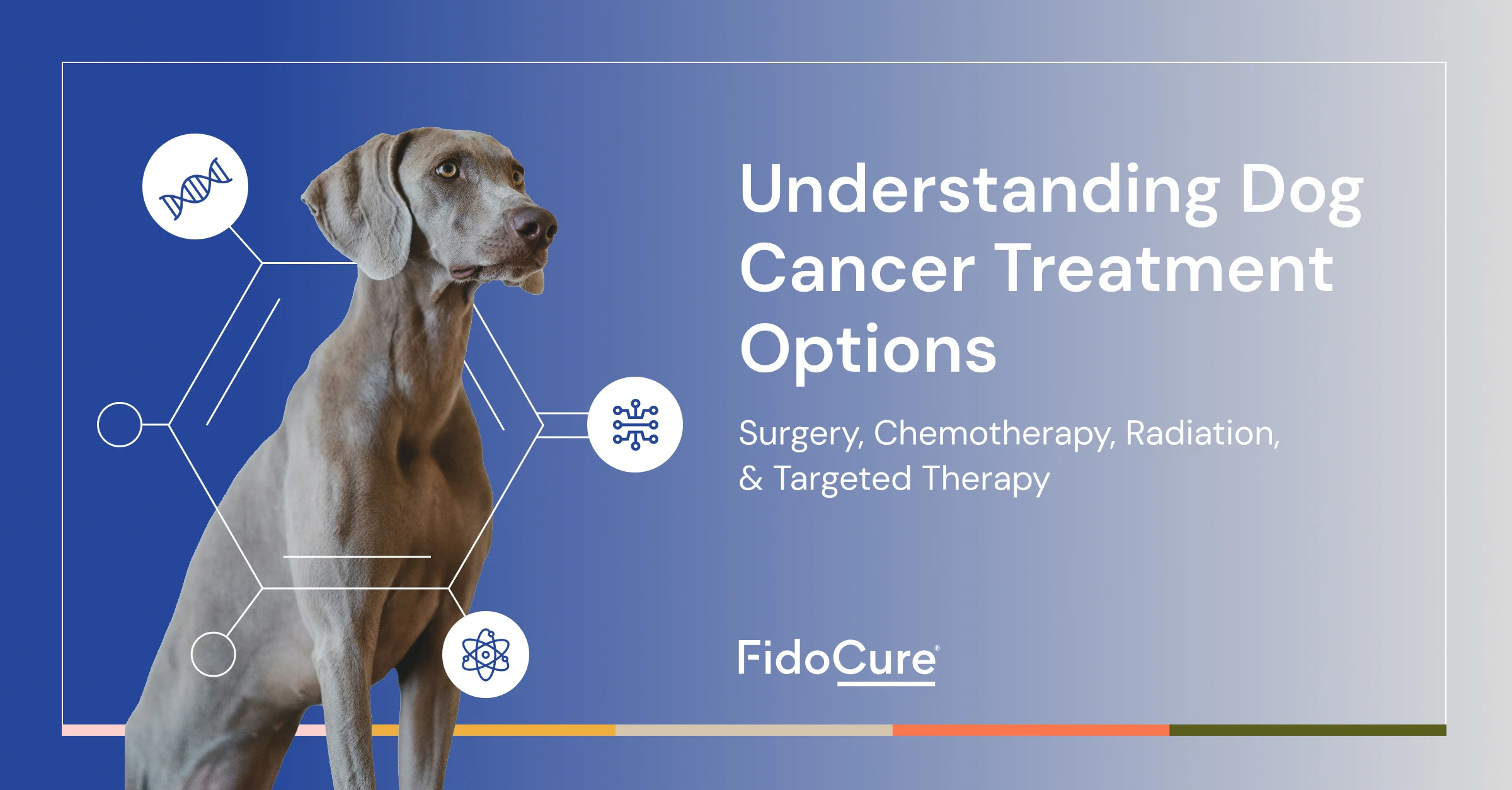 Understanding Dog Cancer Treatment Options: Surgery, Chemotherapy ...